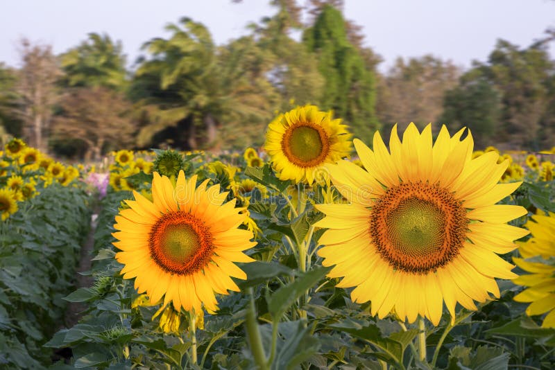 Bei girasoli che fioriscono nel campo fotografie stock Bei girasoli che fioriscono nel campo fotografie stock