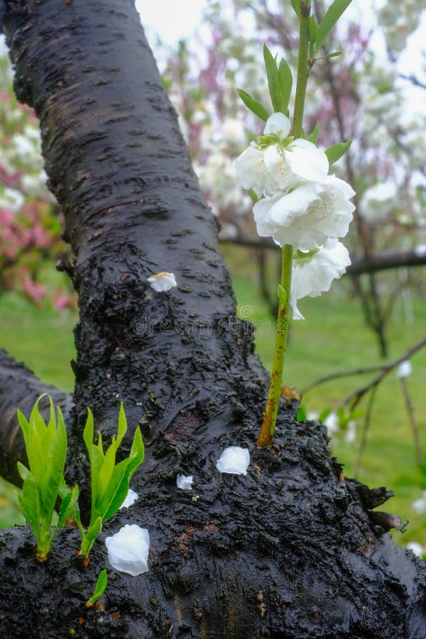 Bei peschi di fioritura a Hanamomo nessun Sato, Iizaka Onsen, Fukushima, Giappone fotografia stock libera da diritti Bei peschi di fioritura a Hanamomo nessun Sato, Iizaka Onsen, Fukushima, Giappone fotografia stock libera da diritti