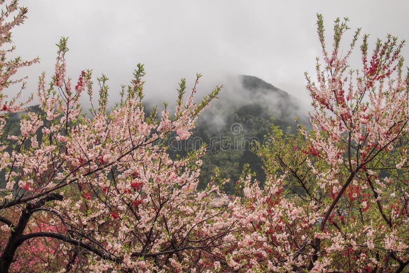 Bei peschi di fioritura a Hanamomo nessun Sato, Iizaka Onsen, Fukushima, Giappone immagine stock Bei peschi di fioritura a Hanamomo nessun Sato, Iizaka Onsen, Fukushima, Giappone immagine stock