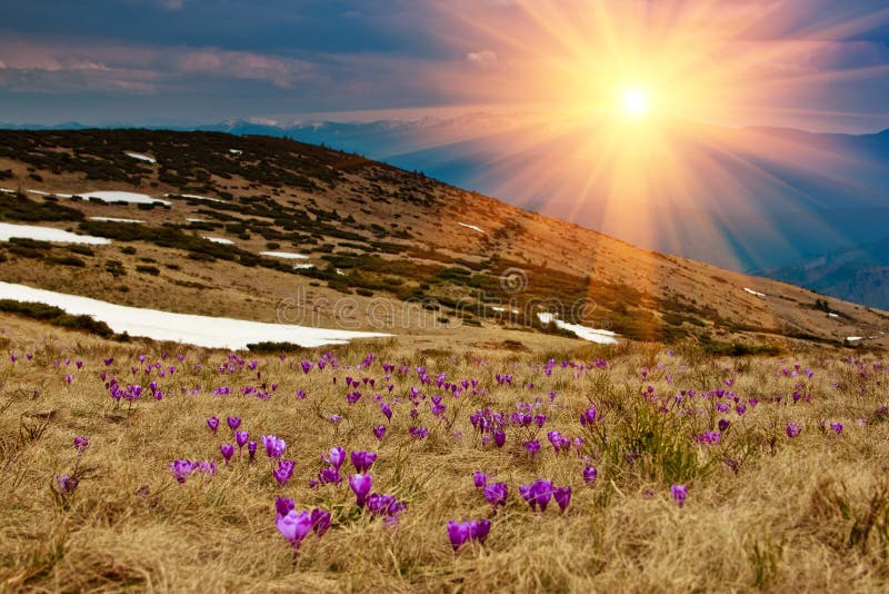 bei primi fiori della molla Vista dei croco viola di fioritura del primo piano nelle montagne immagini stock bei primi fiori della molla Vista dei croco viola di fioritura del primo piano nelle montagne immagini stock