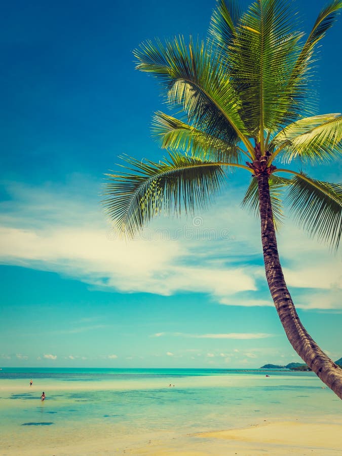 Bei spiaggia e mare tropicali con l'albero del cocco fotografia stock Bei spiaggia e mare tropicali con l'albero del cocco fotografia stock