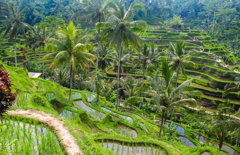 Bei terrazzi del riso di mattina al villaggio di Tegallalang, Ubud, Bali fotografia stock Bei terrazzi del riso di mattina al villaggio di Tegallalang, Ubud, Bali fotografia stock