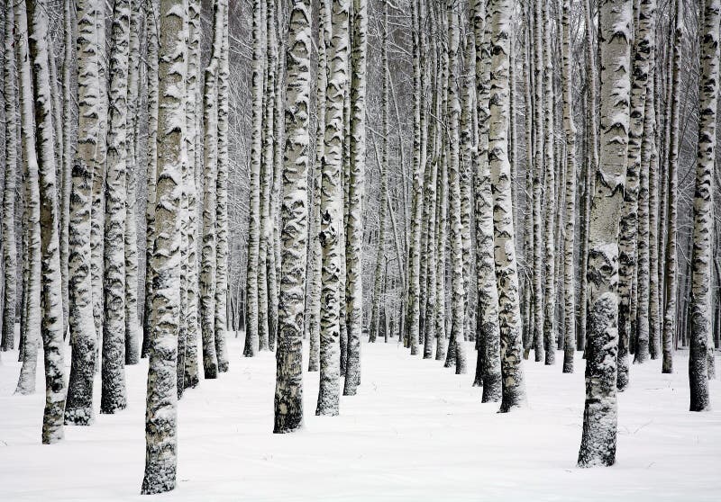 Bei tronchi nevosi degli alberi di betulla nella foresta di inverno fotografia stock libera da diritti Bei tronchi nevosi degli alberi di betulla nella foresta di inverno fotografia stock libera da diritti