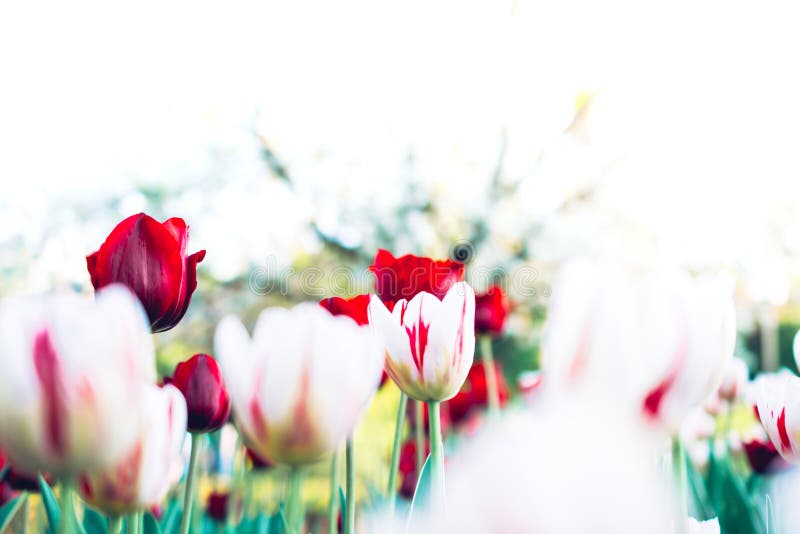 Bei tulipani eliminanti il giorno di estate con lo spazio della copia, Colorfu fotografia stock Bei tulipani eliminanti il giorno di estate con lo spazio della copia, Colorfu fotografia stock