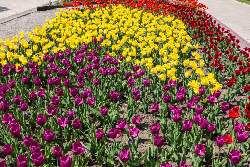 Bei tulipani gialli, rosa e porpora nel parco immagini stock libere da diritti Bei tulipani gialli, rosa e porpora nel parco immagini stock libere da diritti