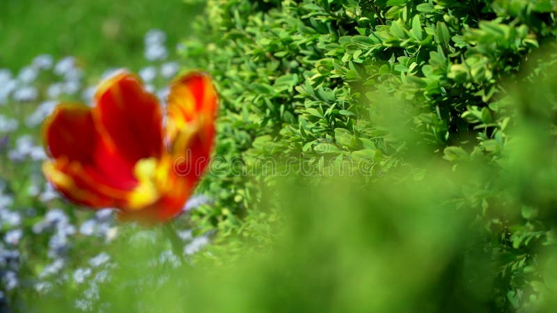 Bei tulipani rossi nel giardino domestico naturale 4K ProRes 10bit