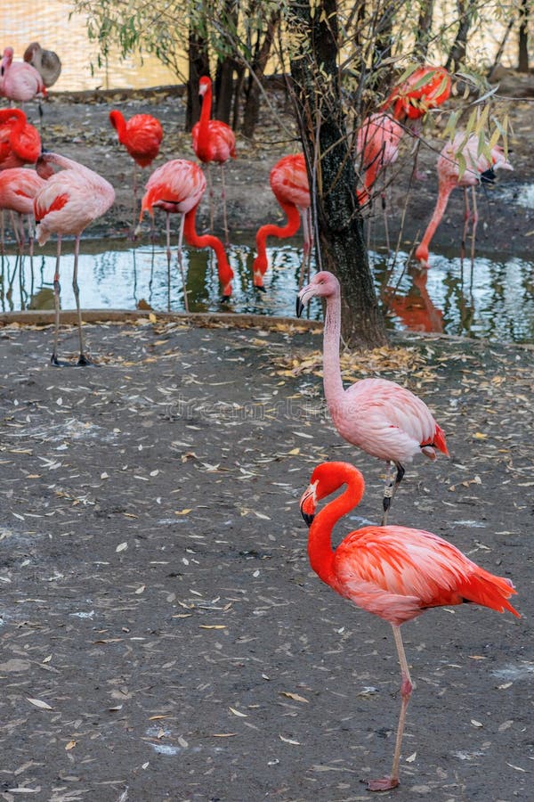 Bei uccelli del fenicottero che stanno nello stagno allo zoo della città fotografia stock libera da diritti Bei uccelli del fenicottero che stanno nello stagno allo zoo della città fotografia stock libera da diritti