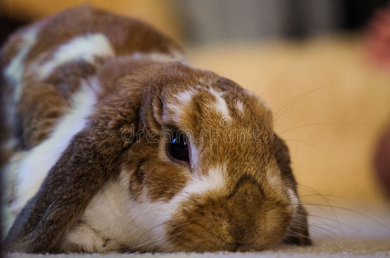 Beiga/brunt Holland Lop Rabbit royaltyfri fotografi Beiga/brunt Holland Lop Rabbit royaltyfri fotografi