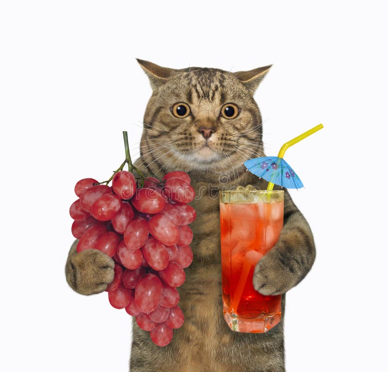 Cat with grape juice 6