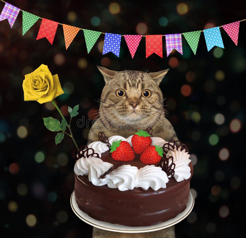 Cat Carries Chocolate Cake 3 Stock Image Image Of Concept Beige Cat Carries Chocolate Cake 3 Stock Image Image Of Concept Beige