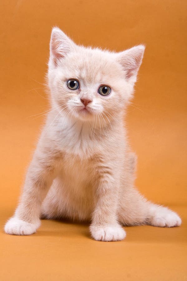 Beige British Cat Kitten on an Orange Stock Image - Image of breed ...