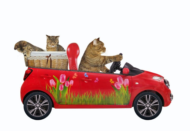 Reddish Cat Drives Car Highway Night Shopping Basket Food Next Stock Photo  by ©Iridi 466971344