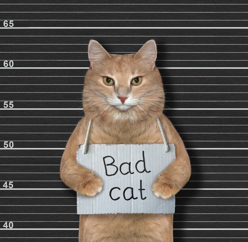 Cat with Sign and Rum in Prison Stock Image - Image of beige, creative:  167814463