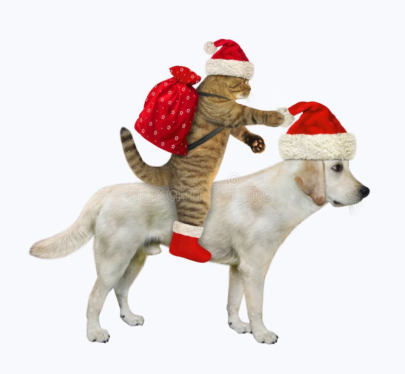 Cat Santa with gifts rides dog labrador