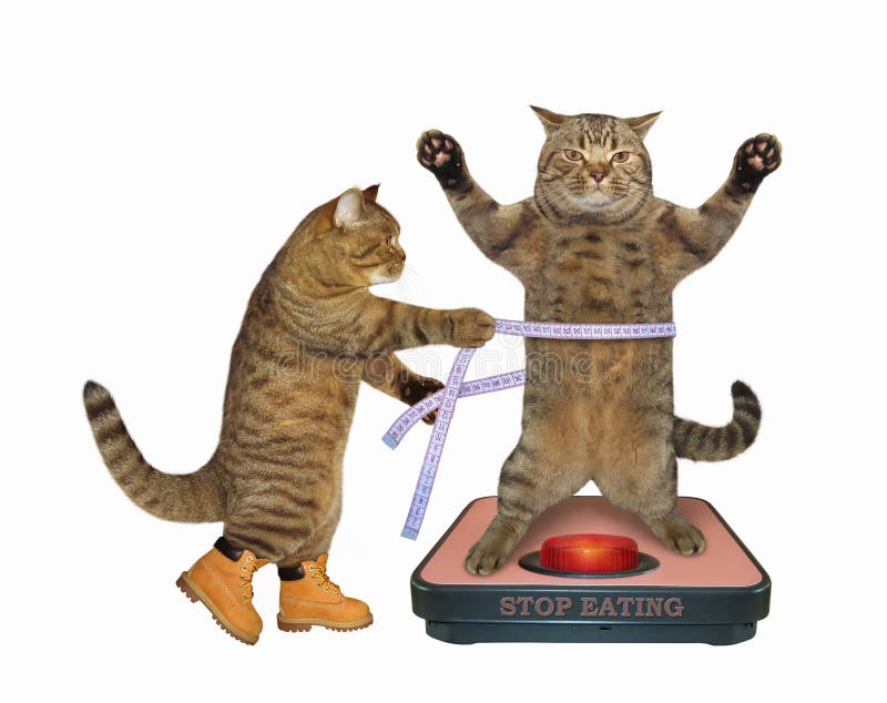 https://thumbs.dreamstime.com/b/beige-cat-standing-weigh-scale-another-cat-measuring-her-waist-measure-tape-diet-stop-eating-white-185884069.jpg