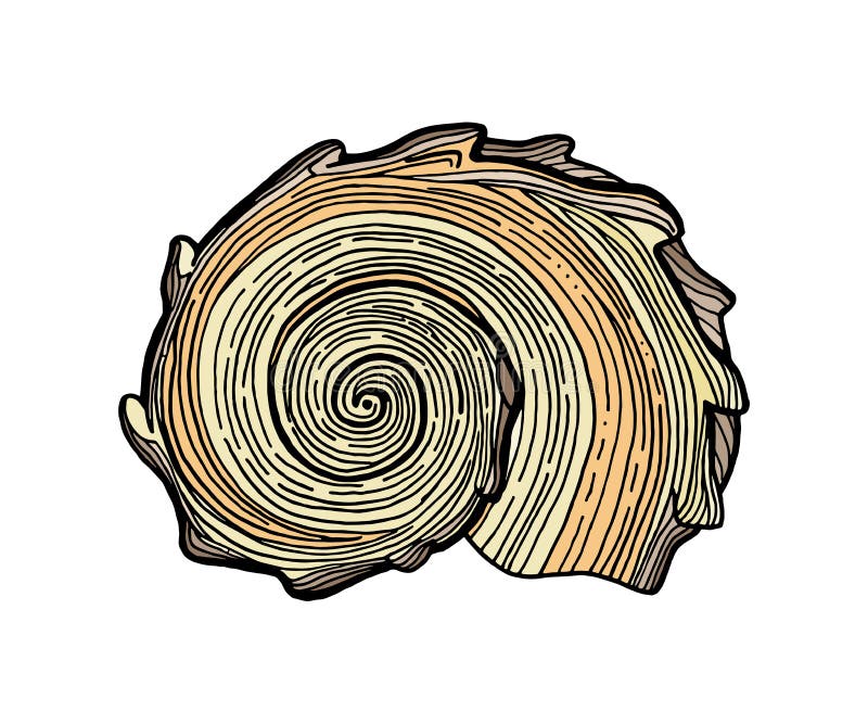 Beige colored spiral seashell. Hand drawn vector illustration of underwater shell. Nautical element isolated on white background royalty free illustration