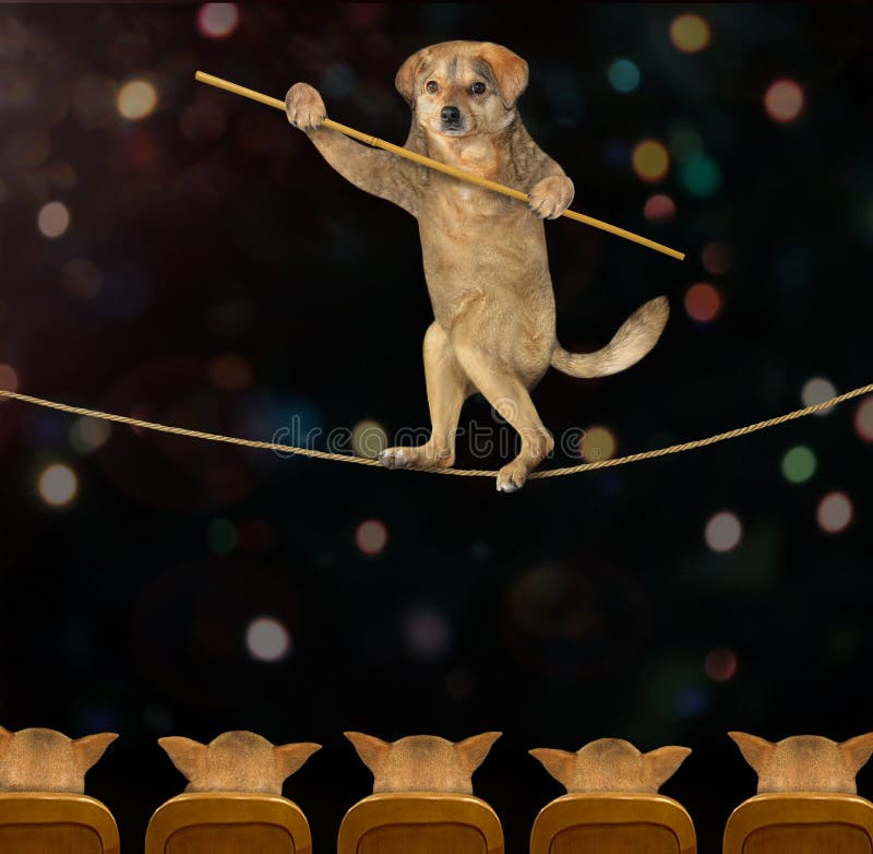 150 Acrobat Dog Stock Photos Free & RoyaltyFree Stock Photos from