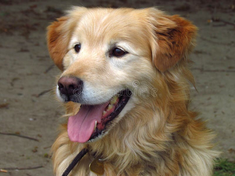 Beige hond, kruising van golden retriever, close-up van hoofd royalty-vrije stock foto Beige hond, kruising van golden retriever, close-up van hoofd royalty-vrije stock foto