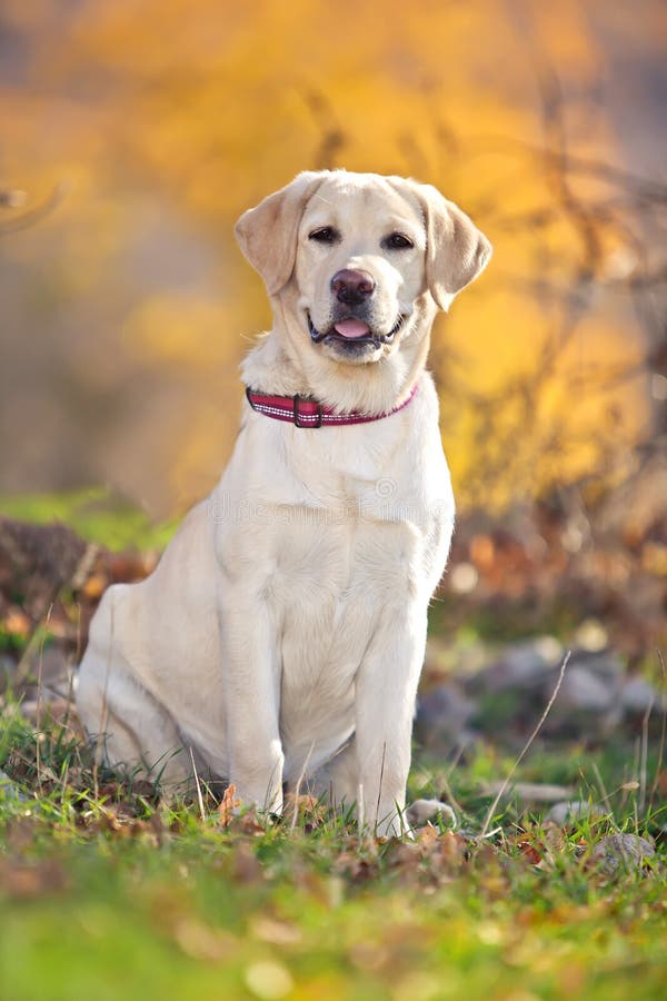 Autonoom stil voor de helft Beige Labrador Dog Outdoors in the Autumn Forest. Stock Image - Image of  grass, backyard: 199006901