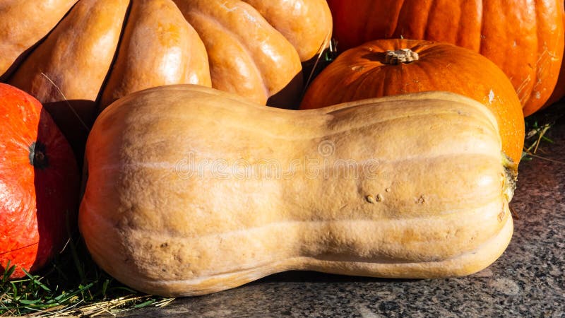 Beige and orange decorative pumpkins at stone in sunlight autumn background, selective focus, shallow DOF stock image Beige and orange decorative pumpkins at stone in sunlight autumn background, selective focus, shallow DOF stock image