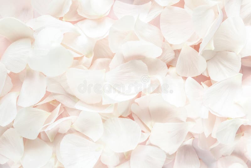 Beige petals roses on pink background. Flat lay, top view. Valentine`s background. Valentine`s Day concept.