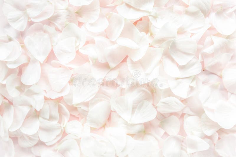 Beige petals roses on pink background. Flat lay, top view. Valentine`s background. Valentine`s Day concept.