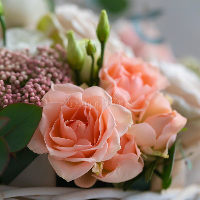 Beige Rose Flower Petals Macro Background, Toned, Selective Focus Stock Photo Image of
