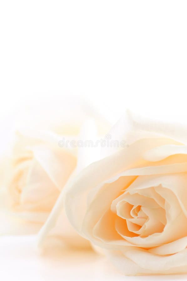 Beige roses background stock image. Image of elegance 4196387