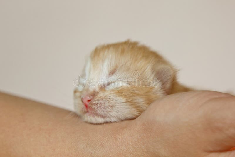 photo Tiny Cute Fluffy Baby Cats Kitten hands closeup one week old newborn cat