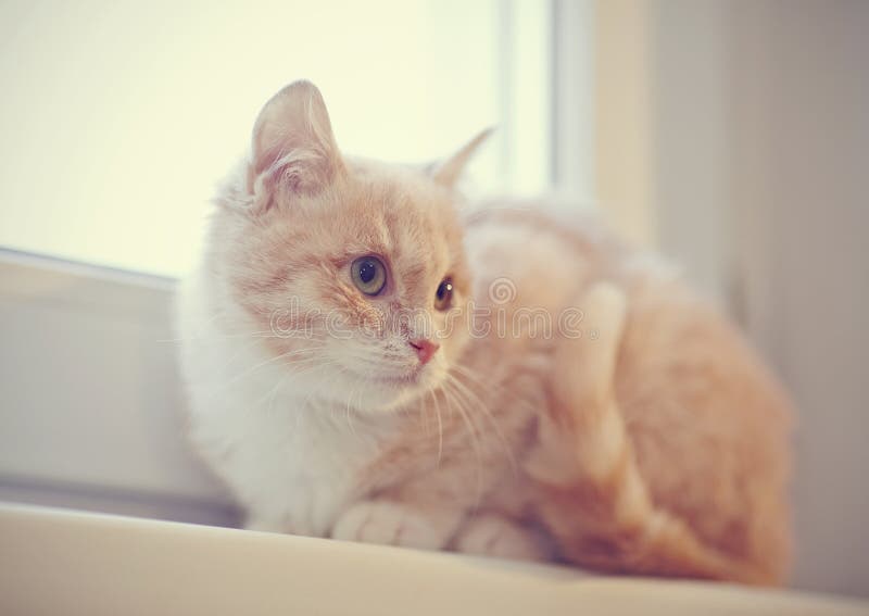 Beige Tabby Kitten On The Windowsill Stock Photo Image of fluffy