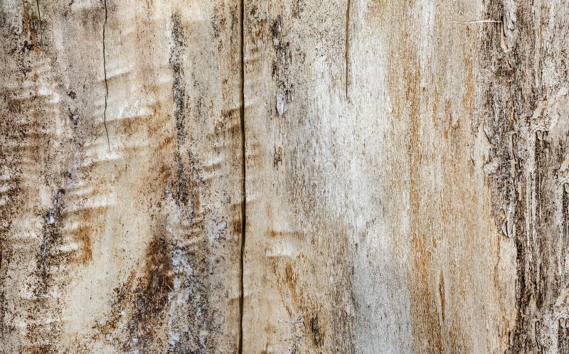 Beige wooden texture, poplar, background stock photo Beige wooden texture, poplar, background stock photo