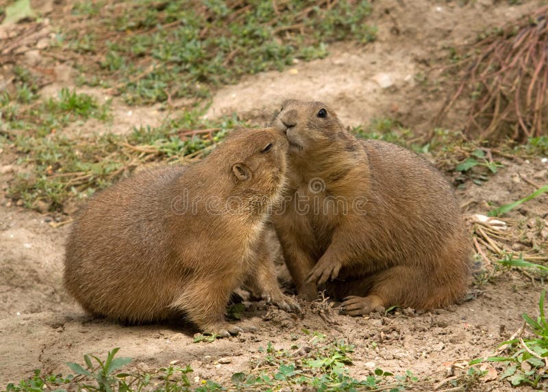 Beijando Cães-da-Pradaria imagem de stock