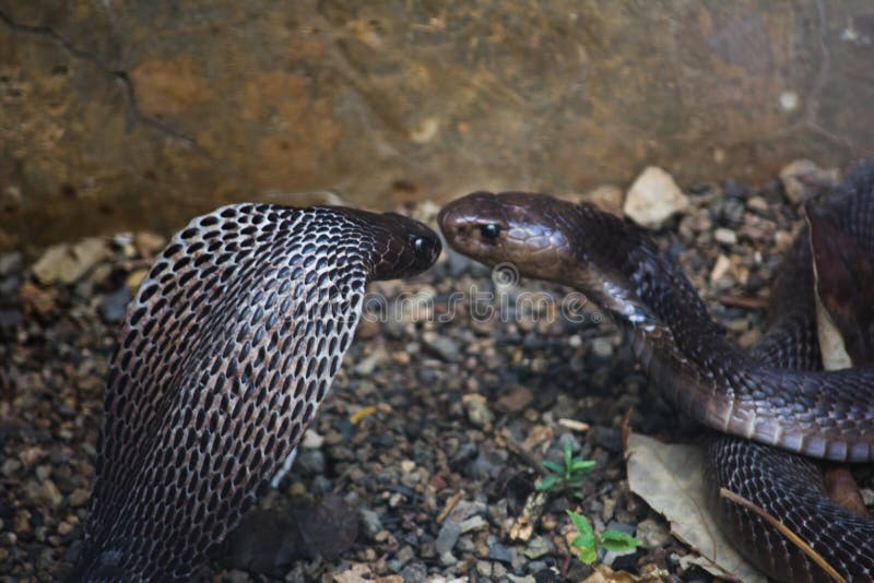 Jogo Do Executor Com Cobra Durante Uma Mostra Em Um Jardim Zoológico Foto  de Stock Editorial - Imagem de animal, pessoa: 96099998
