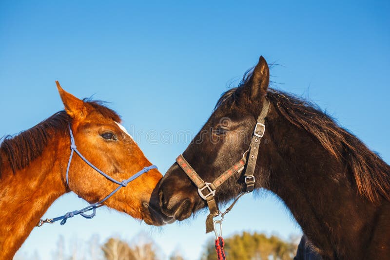 Beijo de dois cavalos árabes contra o céu azul imagem de stock royalty free Beijo de dois cavalos árabes contra o céu azul imagem de stock royalty free