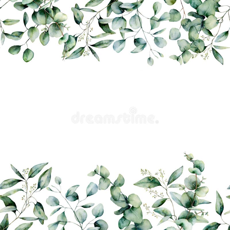 Beira sem emenda do eucalipto diferente da aquarela Ramo pintado ? m?o e folhas do eucalipto isolados no fundo branco Beira sem emenda do eucalipto diferente da aquarela Ramo pintado ? m?o e folhas do eucalipto isolados no fundo branco