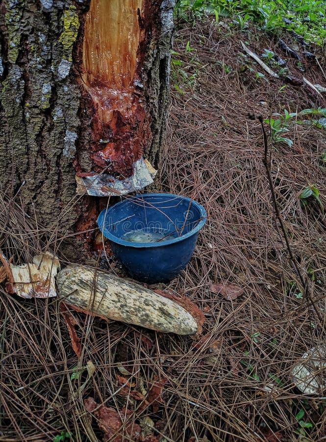 Bekasi, Indonesia, a Process of Tapping Sap from Pine Trees. Stock