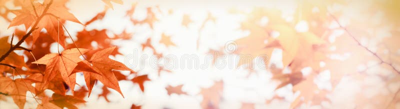 Bekronen de zon` s dat lichte onderbrekingen door de boom ` s - de herfstbladeren door zonlicht worden aangestoken royalty-vrije stock afbeelding Bekronen de zon` s dat lichte onderbrekingen door de boom ` s - de herfstbladeren door zonlicht worden aangestoken royalty-vrije stock afbeelding