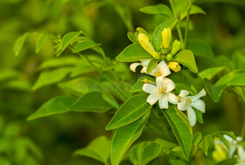 Belíssima Flor De Jasmim De Laranja Fresco Florescendo E Botões Com Folhas  Verdes No Jardim Natural Foto de Stock - Imagem de exterior, frescor:  220084158