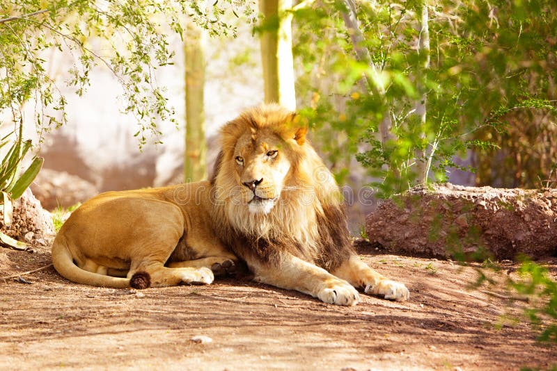 Bel Africain Lion Laying dans la jungle photos libres de droits Bel Africain Lion Laying dans la jungle photos libres de droits