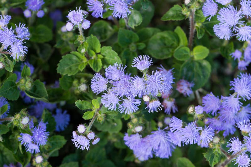Bel Ageratum violet bleuâtre dans le lit de fleur image stock Bel Ageratum violet bleuâtre dans le lit de fleur image stock