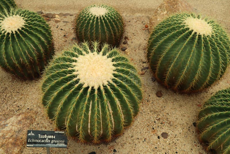 Bel arbre de cactus dans les jardins et les parcs ext?rieurs images libres de droits Bel arbre de cactus dans les jardins et les parcs ext?rieurs images libres de droits