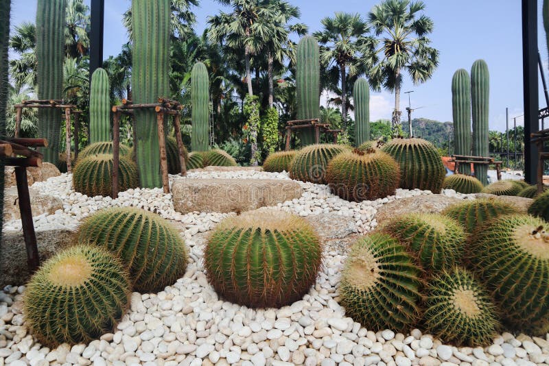 Bel Arbre De Cactus Dans Les Jardins Ext?rieurs Et Des Parcs Photo