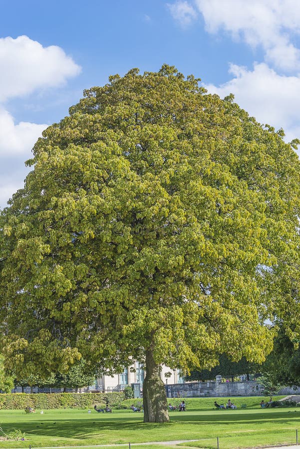 Bel arbre de chesnut en parc d'été photographie stock Bel arbre de chesnut en parc d'été photographie stock