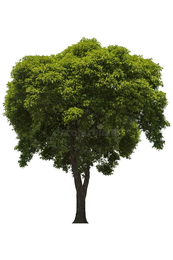 Bel arbre ? feuilles caduques vert frais d'isolement sur le fond blanc pur pour le graphique image stock Bel arbre ? feuilles caduques vert frais d'isolement sur le fond blanc pur pour le graphique image stock