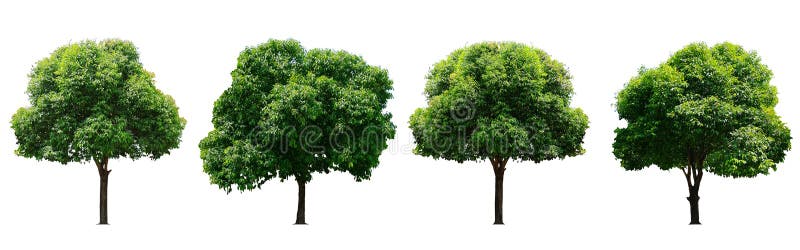 Bel arbre ? feuilles caduques vert frais d'isolement sur le fond blanc pur pour le graphique, la collection d'arbres image stock Bel arbre ? feuilles caduques vert frais d'isolement sur le fond blanc pur pour le graphique, la collection d'arbres image stock