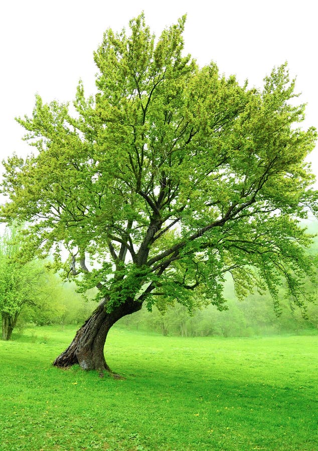 Bel Arbre Vert De Source Avec Les Lames Fraîches Photo stock