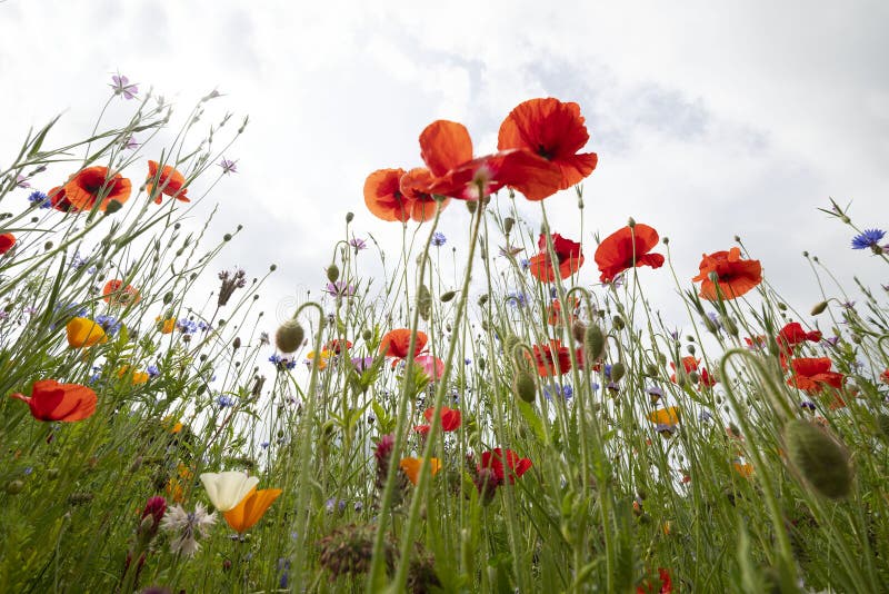 Bel campo di papavero colorato nel cielo di primavera con nuvole fotografie stock