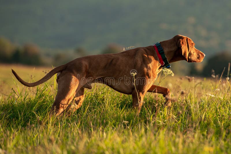 Bellissimo cane da caccia vizsla ungherese maschio che indica. Cane da caccia in posizione di ferma, vista laterale. fotografia stock