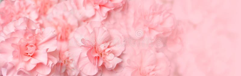 Bel en-tête rose de fleur d'oeillet