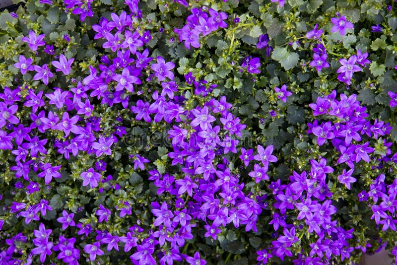 Bel ensemble de bourgeon floraux photo stock Bel ensemble de bourgeon floraux photo stock